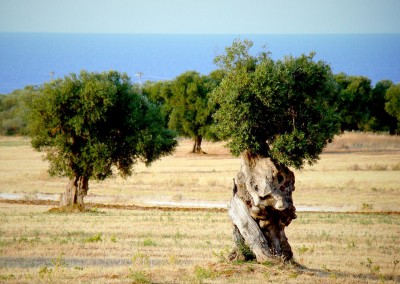 Hiking tour in the Ostuni countryside