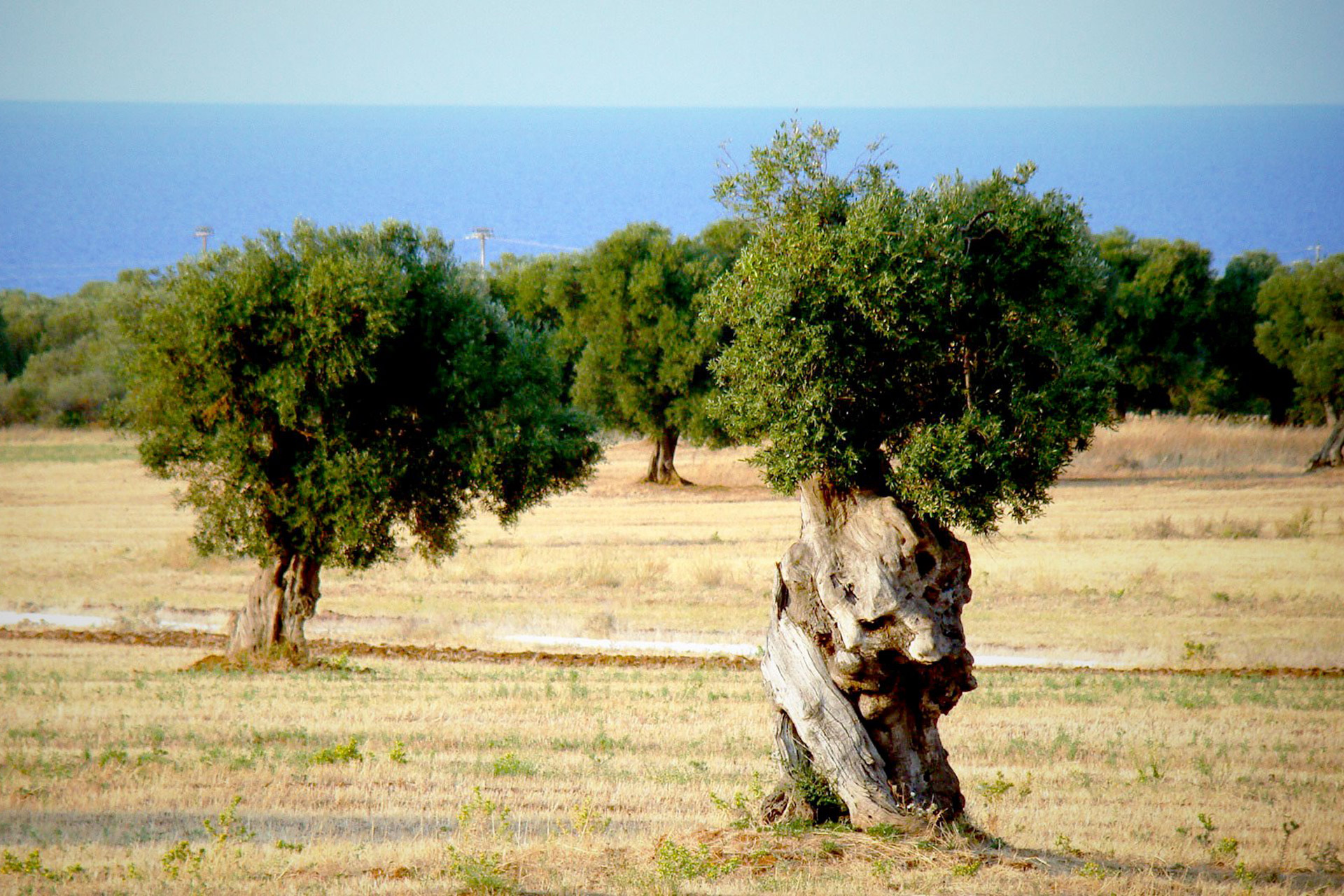 apulia slow travel puglia olive tree ulivi secolari jahrhundertalte oliven baeume seele einer region century old olive tree